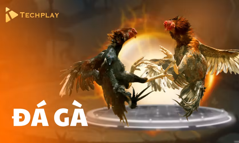 Techplay Đá Gà